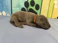 Robb, a male Great Dane for sale in Fort Wayne, IN – Photo 3 of 5