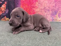 Robb, a male Great Dane for sale in Fort Wayne, IN – Photo 3 of 10