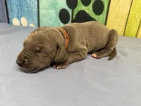 Robb, a male Great Dane for sale in Fort Wayne, IN – Photo 2 of 5