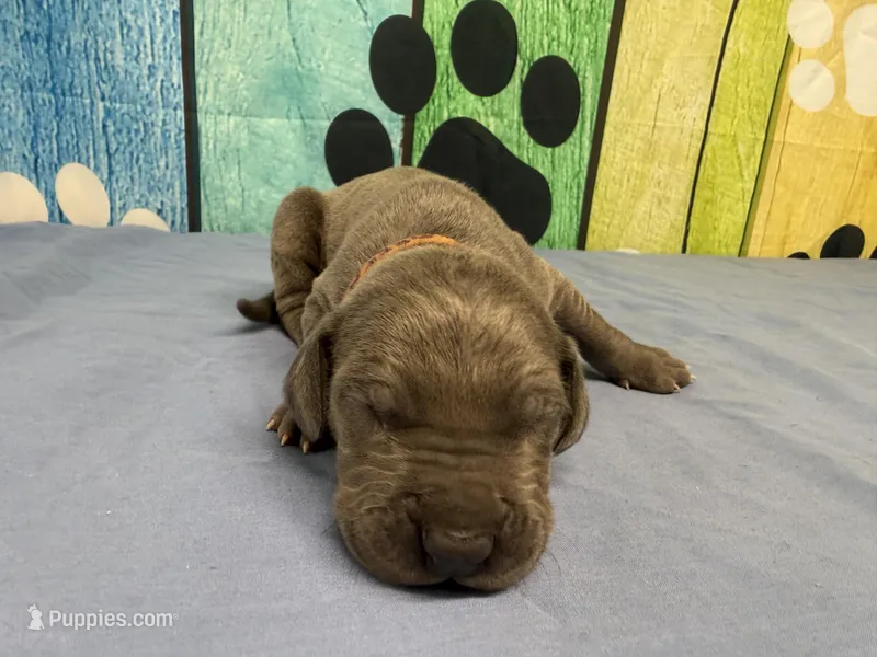 Robb – Great Dane puppy for sale in Fort Wayne, IN