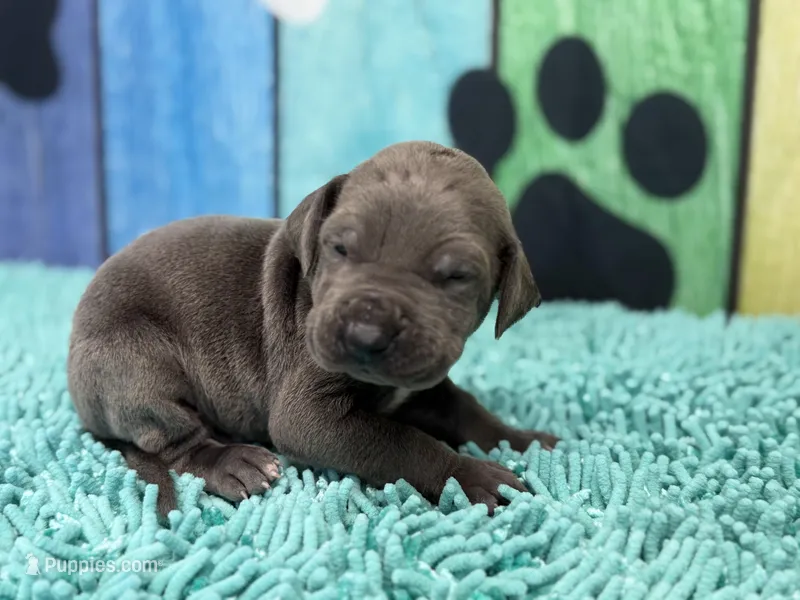 Robb – Great Dane puppy for sale in Fort Wayne, IN
