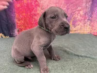 Robb, a male Great Dane for sale in Fort Wayne, IN – Photo 2 of 10