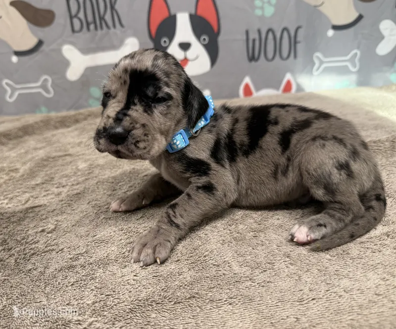 Patch – Great Dane puppy for sale in Fort Wayne, IN