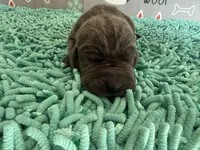 Saphira, a female Great Dane for sale in Fort Wayne, IN – 3 of 5