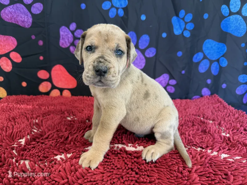 Rusty – Great Dane puppy for sale in Fort Wayne, IN