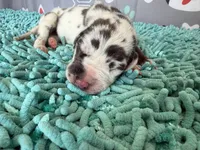 Arya, a female Great Dane for sale in Fort Wayne, IN – 2 of 5