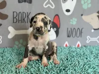 Anita, a female Great Dane for sale in Fort Wayne, IN – 5 of 10