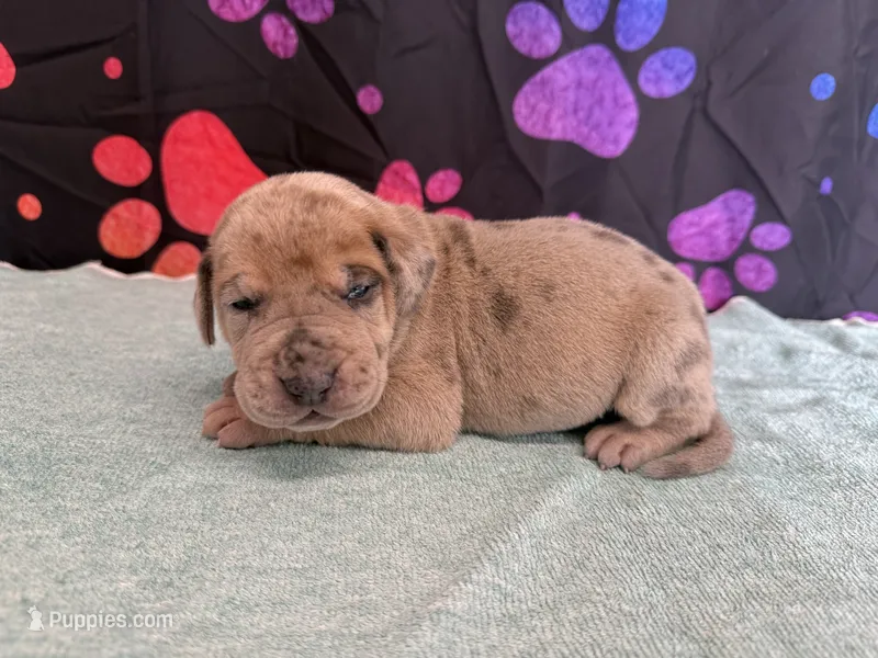 Rusty – Great Dane puppy for sale in Fort Wayne, IN