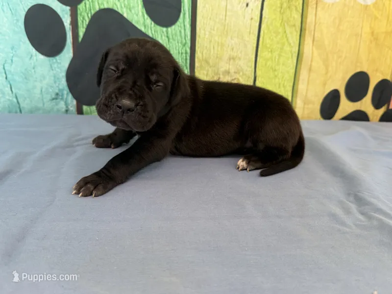 Brom – Great Dane puppy for sale in Fort Wayne, IN
