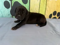 Brom, a male Great Dane for sale in Fort Wayne, IN – 3 of 10