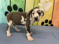 Anita, a female Great Dane for sale in Fort Wayne, IN – 2 of 10