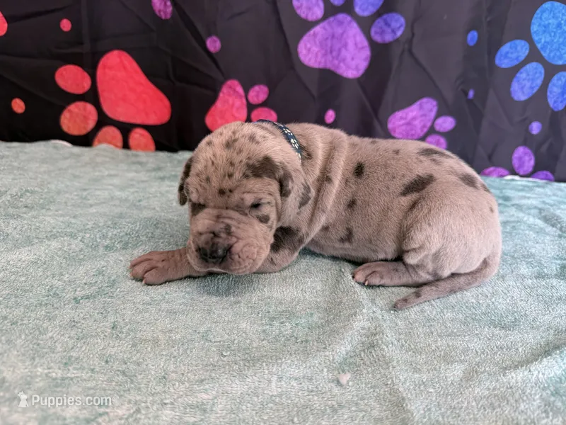 Jack – Great Dane puppy for sale in Fort Wayne, IN