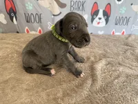 Jasper, a male Great Dane for sale in Fort Wayne, IN – 4 of 9