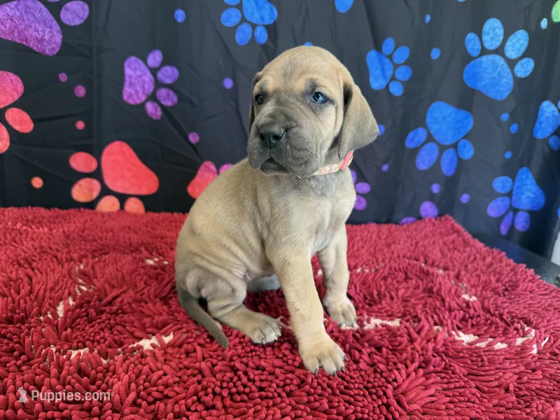 Bingo – Great Dane puppy for sale in Fort Wayne, IN