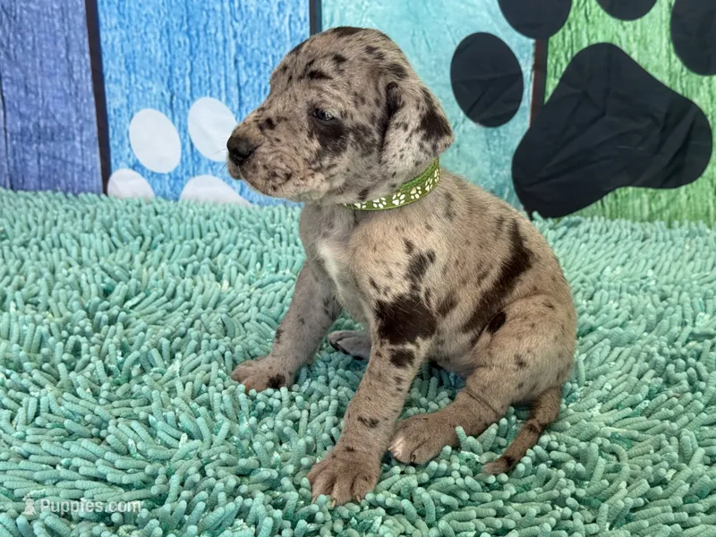 Elva – Great Dane puppy for sale in Fort Wayne, IN