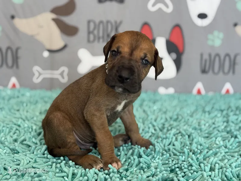 Horace – Great Dane puppy for sale in Fort Wayne, IN