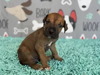 Horace, a male Great Dane for sale in Fort Wayne, IN – 1 of 10