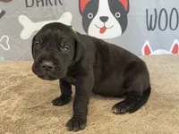 Pongo, a male Great Dane for sale in Fort Wayne, IN – 3 of 5