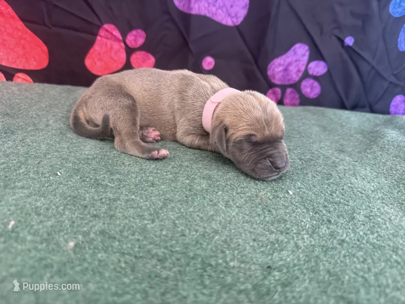 Bingo – Great Dane puppy for sale in Fort Wayne, IN