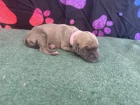 Bingo, a female Great Dane for sale in Fort Wayne, IN – 1 of 5
