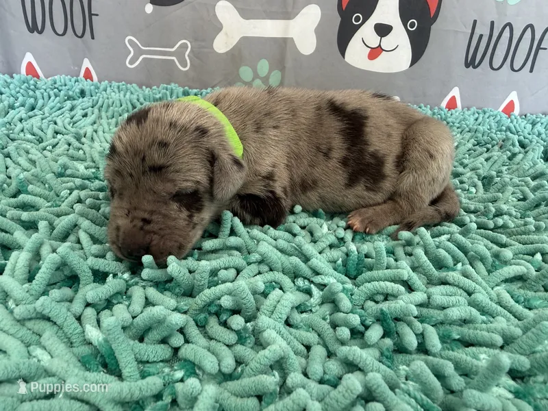 Elva – Great Dane puppy for sale in Fort Wayne, IN