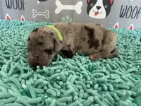 Elva, a female Great Dane for sale in Fort Wayne, IN – 1 of 5