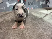 Anita, a female Great Dane for sale in Fort Wayne, IN – 3 of 5