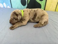 Yara, a female Great Dane for sale in Fort Wayne, IN – Photo 3 of 5