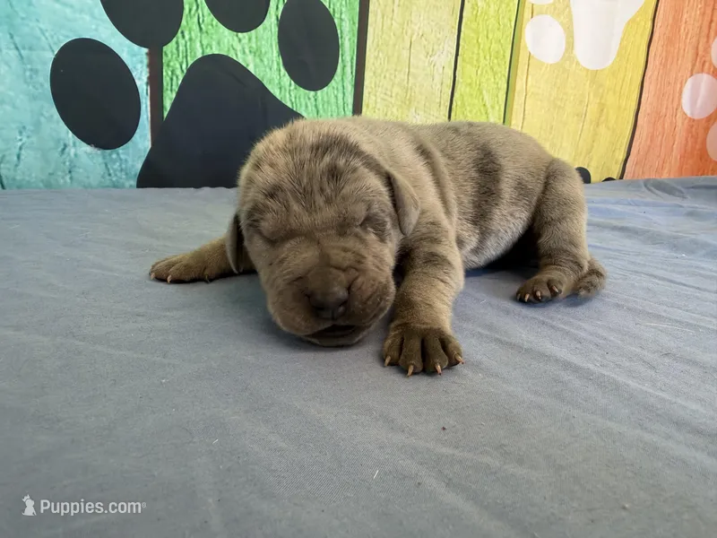 Yara – Great Dane puppy for sale in Fort Wayne, IN