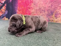Yara, a female Great Dane for sale in Fort Wayne, IN – 3 of 9