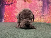Yara, a female Great Dane for sale in Fort Wayne, IN – 4 of 9