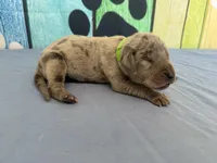 Yara, a female Great Dane for sale in Fort Wayne, IN – Photo 2 of 5