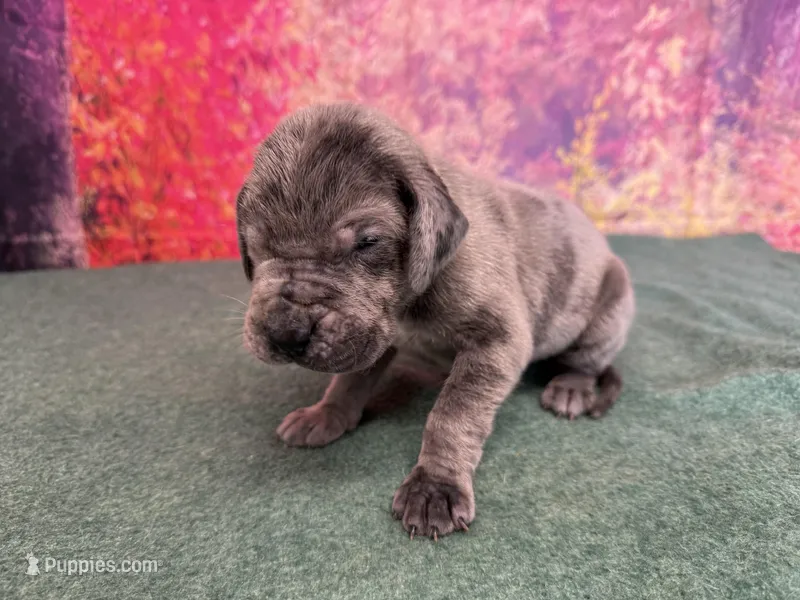 Yara – Great Dane puppy for sale in Fort Wayne, IN