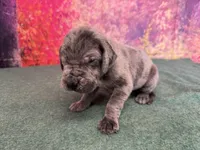 Yara, a female Great Dane for sale in Fort Wayne, IN – 1 of 9