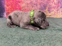 Yara, a female Great Dane for sale in Fort Wayne, IN – 2 of 9