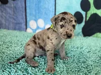 Elva, a female Great Dane for sale in Fort Wayne, IN – 3 of 10
