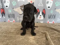 Pongo, a male Great Dane for sale in Fort Wayne, IN – 3 of 8