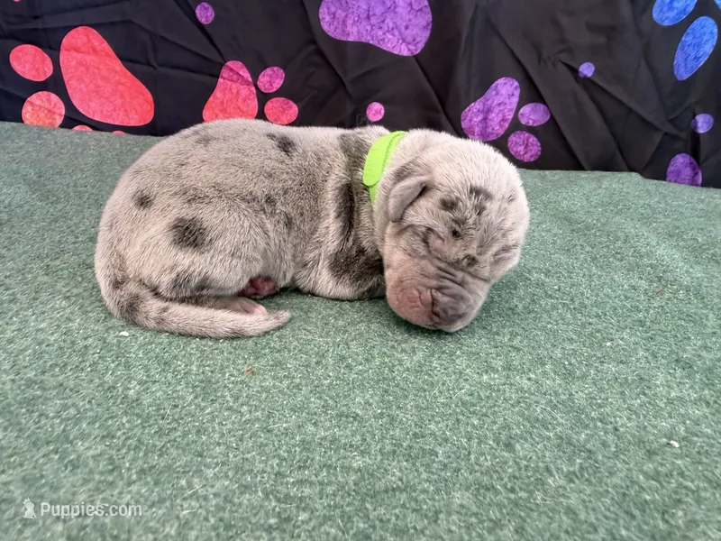 Winton – Great Dane puppy for sale in Fort Wayne, IN