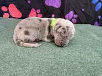 Winton, a male Great Dane for sale in Fort Wayne, IN – 1 of 5