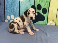 Cruella, a female Great Dane for sale in Fort Wayne, IN – 5 of 10