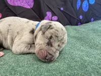 Jack, a male Great Dane for sale in Fort Wayne, IN – 2 of 5
