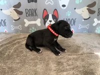 Colonel, a male Great Dane for sale in Fort Wayne, IN – 3 of 5