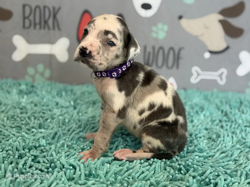 Cruella – Great Dane puppy for sale in Fort Wayne, IN