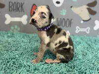 Cruella, a female Great Dane for sale in Fort Wayne, IN – 6 of 10