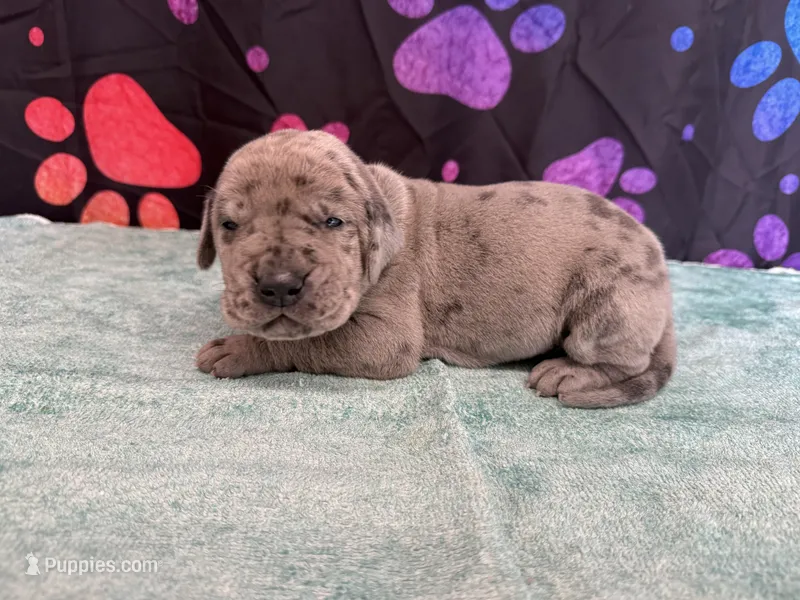 Snickers – Great Dane puppy for sale in Fort Wayne, IN