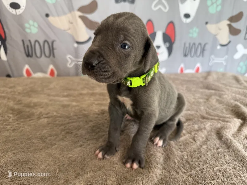 Jasper – Great Dane puppy for sale in Fort Wayne, IN