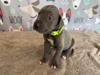 Jasper, a male Great Dane for sale in Fort Wayne, IN – 3 of 9