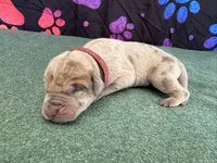 Rusty, a male Great Dane for sale in Fort Wayne, IN – 3 of 5