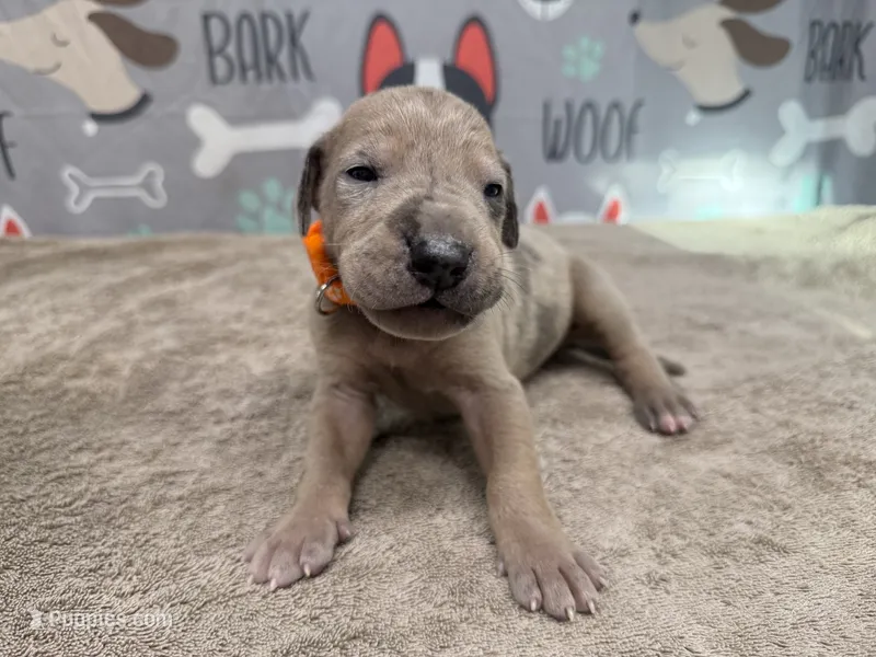 Sergeant Tibbs – Great Dane puppy for sale in Fort Wayne, IN