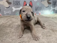 Sergeant Tibbs, a male Great Dane for sale in Fort Wayne, IN – 1 of 5